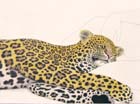 star--dtl-Cat_7666-web